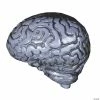 Grey Human Brain Halloween Decoration