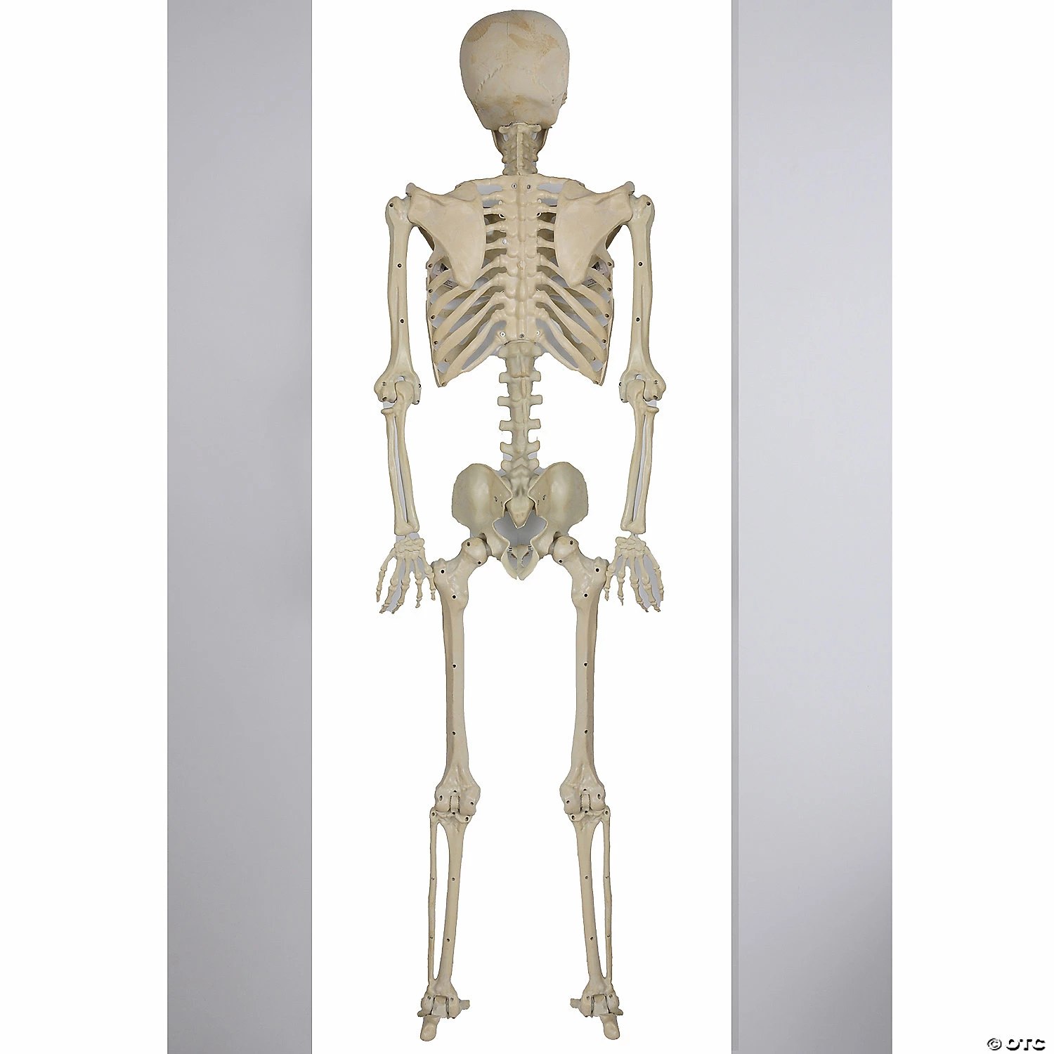 Skeleton Pose & Hold Halloween Decoration - Image 2